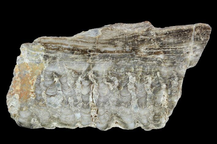 Paleoproterozoic Columnar Stromatolite (Eucapsiphora) - Australia #96291